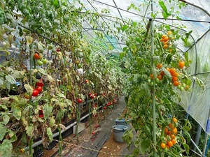 菜園付の物件<br>伊豆_田舎暮らし