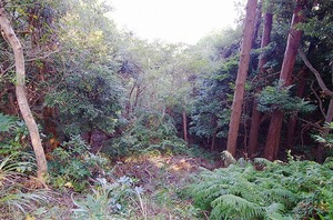 大室高原別荘地<br>伊豆高原戸建